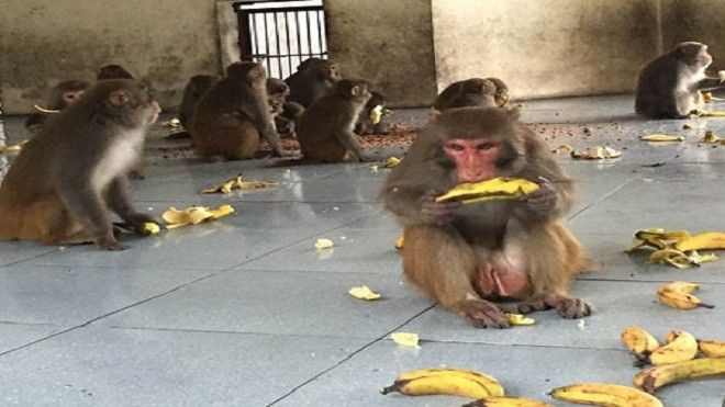 Tiết lộ bí mật của 'khỉ chúa' và chuyện 'mỹ nhân kế' của bầy khỉ… Ảnh 2