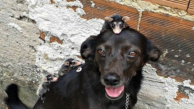 Ngạc nhiên cảnh mẹ chó nhận nuôi… chuột, chăm sóc như con đẻ Ảnh 2