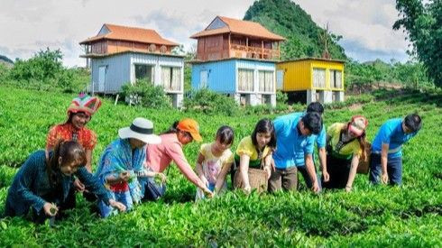 Ngỡ ngàng với loạt container đa sắc giữa đồi chè Mộc Châu xanh ngát Ảnh 2