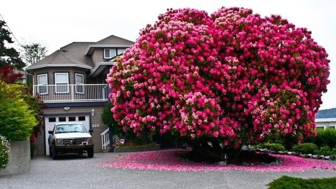 Cây đỗ quyên 125 tuổi xứng danh 'hoa hậu cổ thụ' Ảnh 2