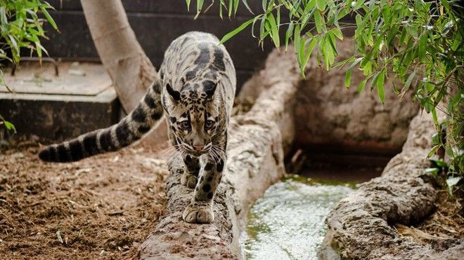 8 sở thú khiến Vinpearl Safari Phú Quốc phải… dè chừng Ảnh 2