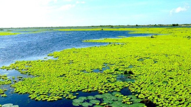Về Kiên Giang, ghé thăm khu Ramsar thứ 2228 của thế giới Ảnh 2