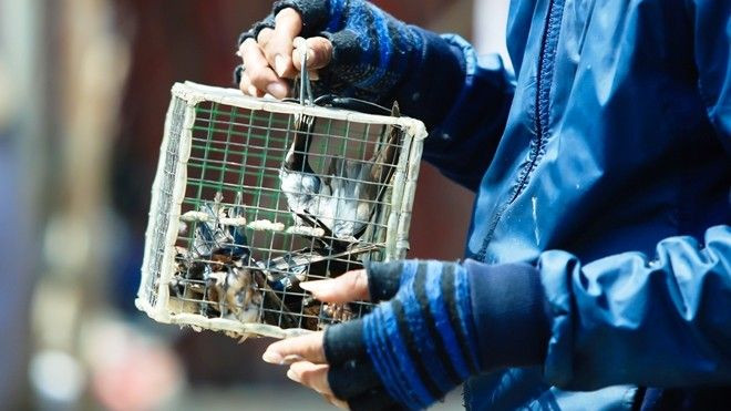 Phóng sinh kiểu sát sinh tại lễ chùa lớn nhất miền Nam Ảnh 2