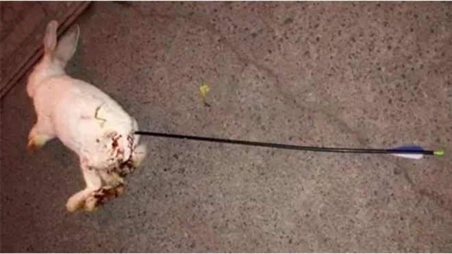 Bạn sẽ phải giật mình khi biết chú thỏ này đã chết như thế nào Ảnh 2