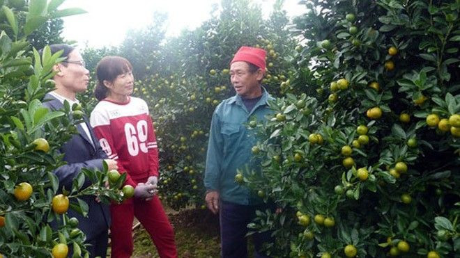 Gia đình bốn người thành triệu phú nhờ trồng quất Ảnh 2