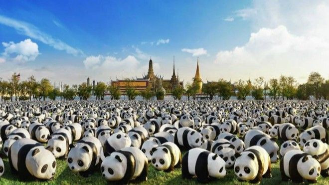 1.600 chú panda sắp 'đổ bộ' loạt địa danh nổi tiếng Bangkok Ảnh 2