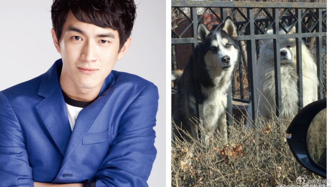 Lâm Canh Tân bị dân mạng 'ném đá' vì chê chó nhà hàng xóm… ngu Ảnh 2