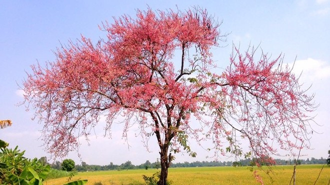 Anh đào Nhật Bản ư? Không, bông ô môi miền Tây đó! Ảnh 2