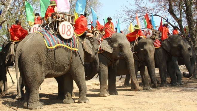 Xót xa hình ảnh voi Tây Nguyên bị kẻ xấu chặt đuôi, nhổ lông vì hám lợi Ảnh 2
