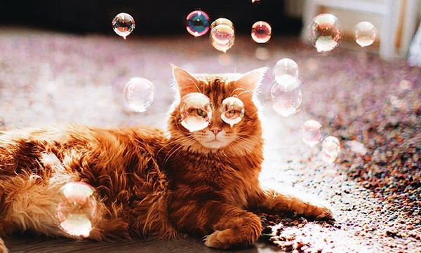 Lạc vào thế giới cổ tích 'vi diệu' của chú mèo Nga béo núc ních Ảnh 2