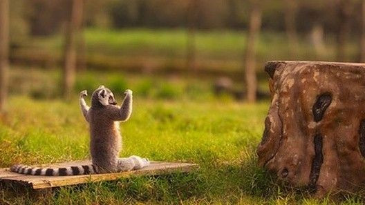 Nghe vượn cáo dạy con người cách sống hạnh phúc Ảnh 2