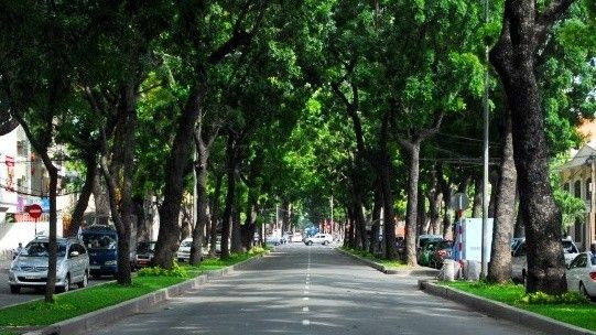 Đốn hạ, di dời 300 cây xanh trên đường Tôn Đức Thắng Ảnh 2