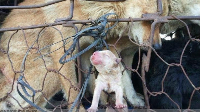 Rớt nước mắt với bức ảnh 'Chó mẹ sinh con trên đường đến lò mổ' Ảnh 2