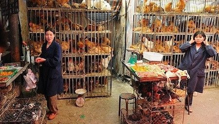 Đây là lý do vì sao thịt gà Trung Quốc lại siêu rẻ Ảnh 2