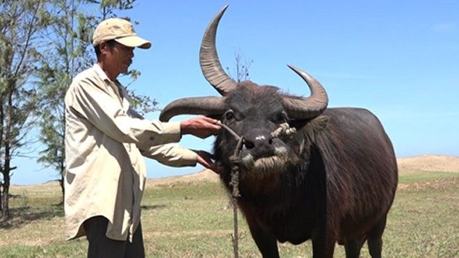 Trâu 3 sừng độc nhất miền Tây Ảnh 2