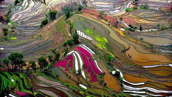 Há hốc trước khung cảnh ngoạn mục của ruộng bậc thang Trung Quốc Ảnh 2