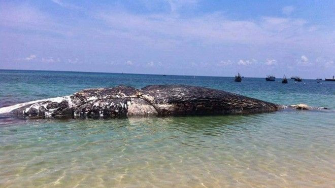 Ngư dân tổ chức đám tang long trọng cho cá voi khổng lồ Ảnh 2