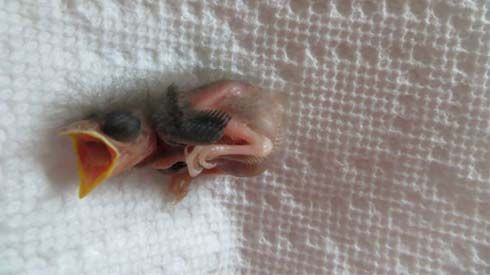 Nhật ký 36 ngày sống sót kỳ diệu của chú chim bé nhỏ Ảnh 2