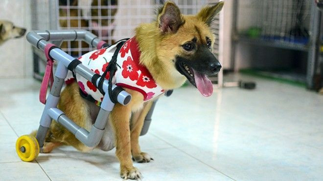Cô gái 9X làm xe lăn cho chó tàn tật, cứu hộ thú cưng bị bỏ rơi Ảnh 2