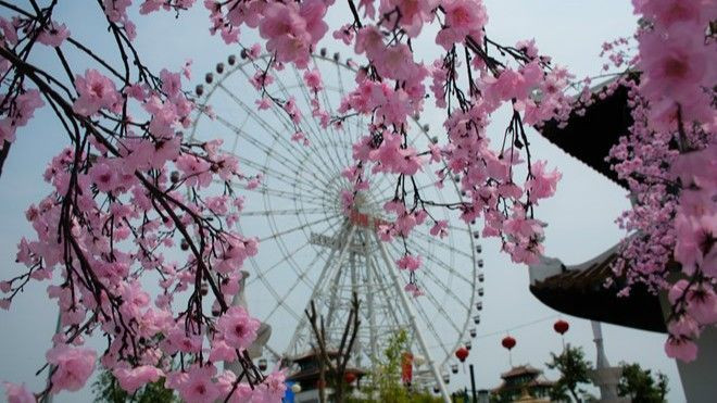 Hoa anh đào khoe sắc trước giờ khai mạc lễ hội Hanami ở Đà Nẵng Ảnh 2