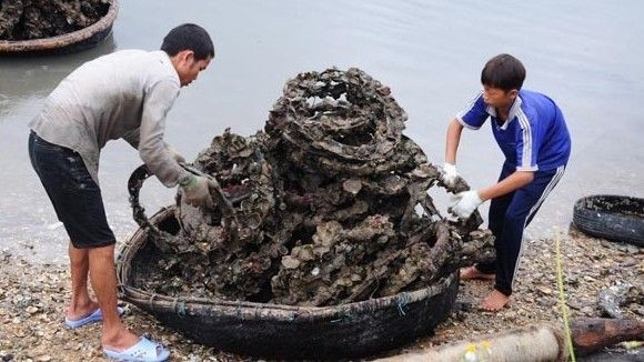 Nuôi hàu bằng lốp xe cũ: Tẩm bổ bằng cao su chứa độc tố lưu huỳnh? Ảnh 2