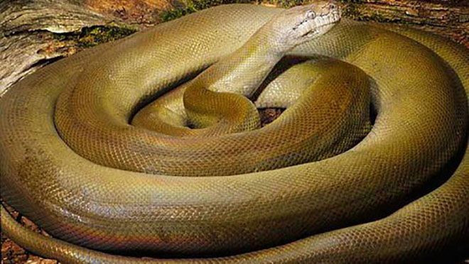 10 loài mãng xà khổng lồ khiến con người khiếp sợ khi gặp phải Ảnh 2