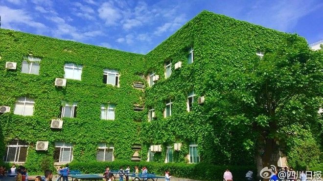 Độc đáo trường mầm non được bao phủ toàn bộ bằng nho xanh Ảnh 2