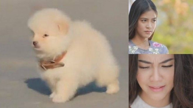 'Tình yêu không có lỗi': Cư dân mạng Thái - Việt 'nổi khùng' vì cái chết của bé chó Ảnh 2