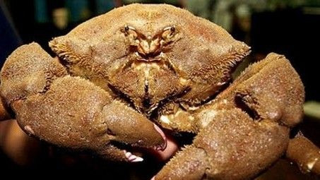 Tử vong vì ăn nhầm phải 'cua mặt quỷ' Ảnh 2