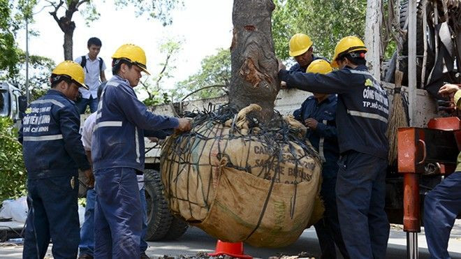 Bắt đầu di dời 14 cây sọ khỉ trên con đường xanh mát nhất Sài Gòn Ảnh 2
