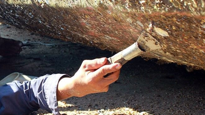 Cạo hà - nghề không ai thèm làm Ảnh 2