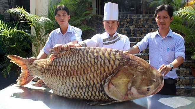 Cá hô quý hiếm, nặng hơn 100 kg được chuyển về Sài Gòn Ảnh 2