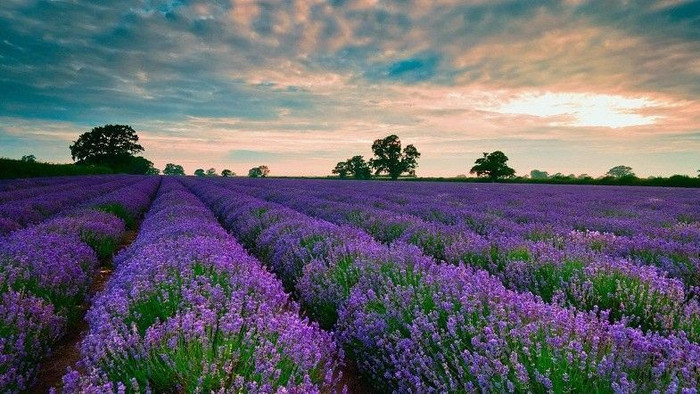 Vườn oải hương ở Đà Lạt đã phải đóng cửa vì hoa bị dập gãy bởi các bạn trẻ đến tham quan Ảnh 2