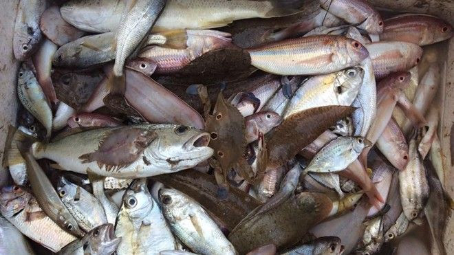 Cá biển bạn đang ăn có thể là cá chết do nhiễm độc? Ảnh 2