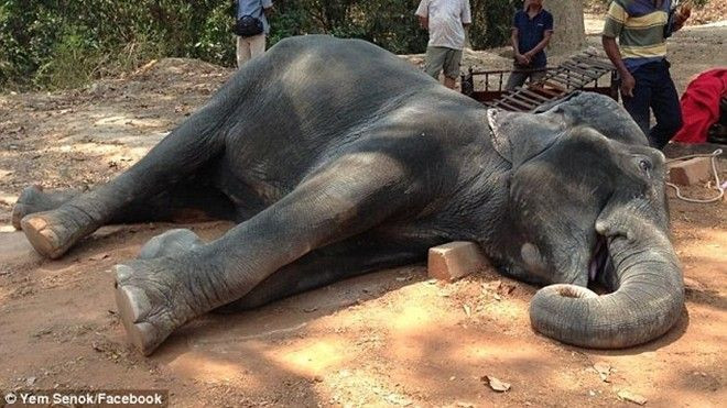 Xót xa chú voi chết vì kiệt sức sau 15 năm phục vụ du khách Ảnh 2