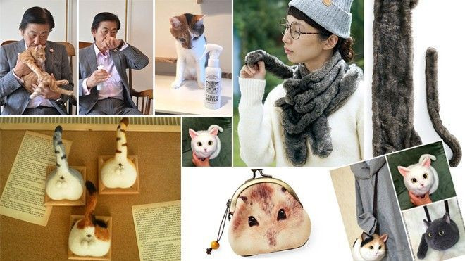 Bạn cuồng mèo? Hãy đến Nhật chơi! Ảnh 2