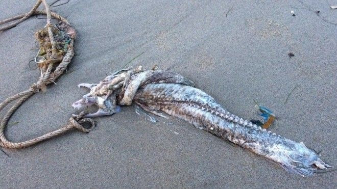 Cá chết xuất hiện ở biển Đà Nẵng, khách du lịch 30/4 bán rẻ vé vì lo lắng Ảnh 2