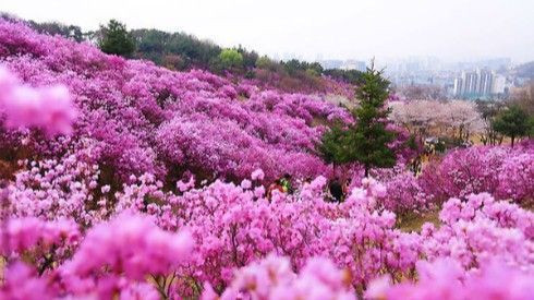 Ngập chìm trong sắc tím hoa đỗ quyên trên các triền đồi xứ sở kim chi Ảnh 2