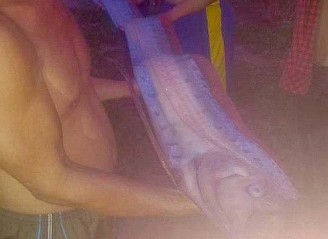 Cá hố 'khủng' dài gần 3m chết trôi vào bờ biển Bình Thuận Ảnh 2