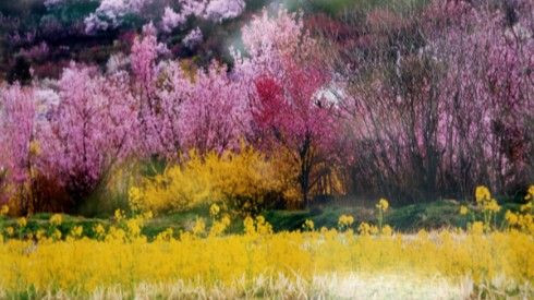 Đến Fukushima, xóa bỏ định kiến về một 'vùng đất chết' Ảnh 2