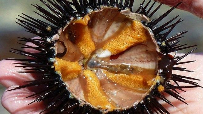 Không phải ai cũng dám thử thách bản thân với nhum Ảnh 2