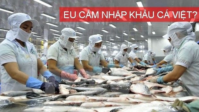 Sự thật về tin đồn 'EU cấm nhập khẩu cá từ Việt Nam' Ảnh 2