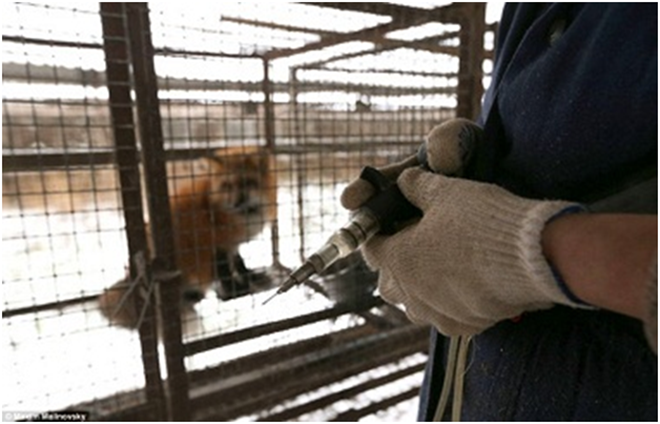 Rợn người những 'mũi tiêm tử thần' đằng sau tấm áo lông thú xa xỉ Ảnh 2