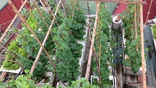 9X Hà thành trồng dưa trên tầng 5 thu hoạch 2,5 tạ một mùa Ảnh 2