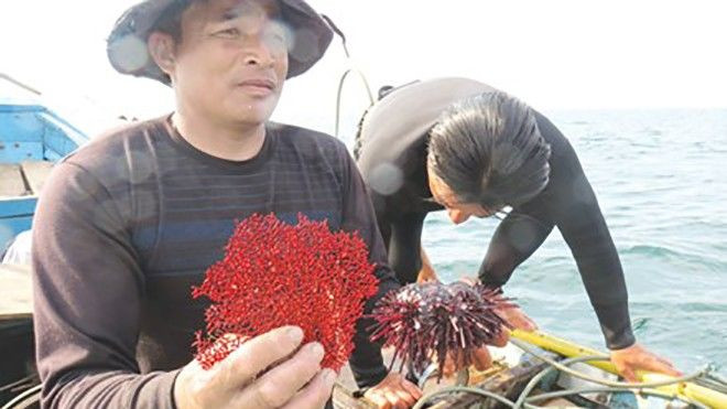 Đáy biển tiết lộ những gì sau thảm họa cá chết ở miền Trung? Ảnh 2