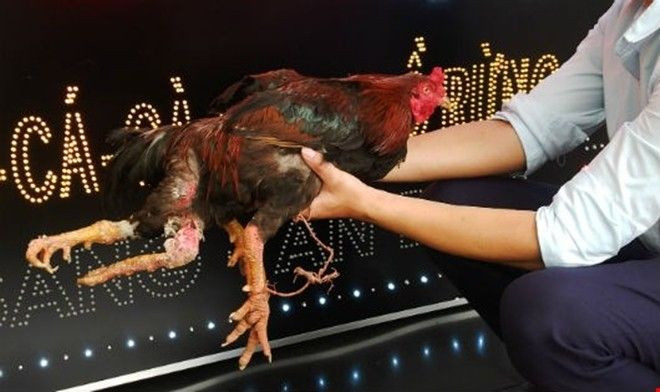 Sửng sốt giống gà bốn chân hiếm gặp ở Hà Nội Ảnh 2