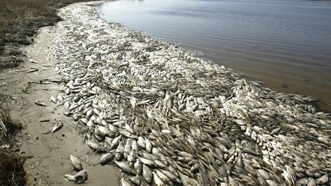 Cá chết hàng loạt ở nhiều nước - Nhân loại đang phải đối mặt với điều gì? Ảnh 2