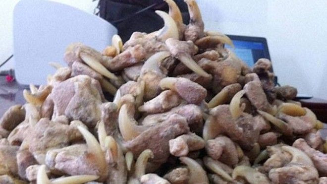 Công an bắt giữ bộ móng vuốt nghi là của 34 con hổ Ảnh 2