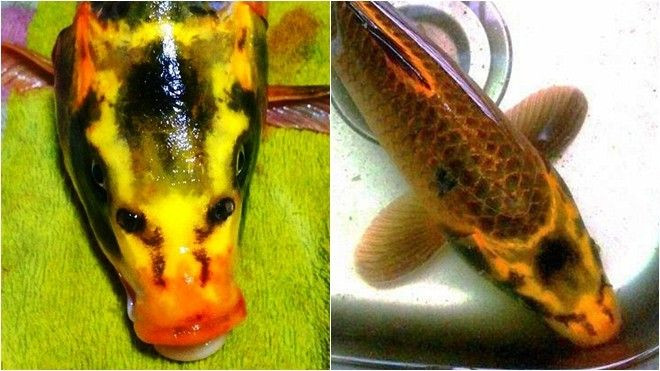 'Sốc' với chú cá chép có gương mặt giống người Ảnh 2