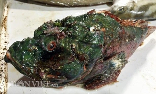 Cá mặt quỷ: Đặc sản 'nhìn phát ghê, ăn lại mê' Ảnh 2